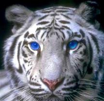 Avatar de luxian
