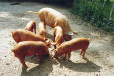 Copyright © 2003 Weald and Downland Open Air Museum