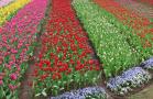 amsterdam tulipes libres