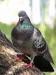 Pigeon
