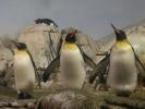 linux