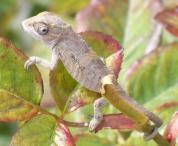 cameleon