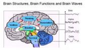 cerveau biométrie