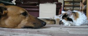 chien chat