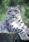 snws leopard