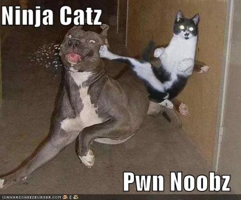 Ninja Cat Noobs Pown