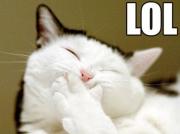 LOL Cat