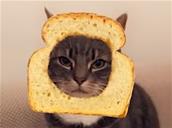 Snapchat lance Cat Lenses… oui, pour ajouter des filtres sur votre chat