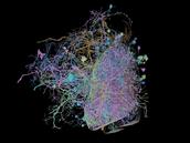 Google et Janelia Research publient une image hyper détaillée du cerveau